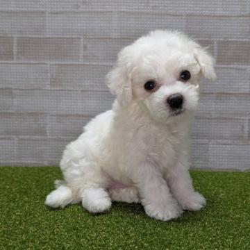 ビションフリーゼ【熊本県・男の子・2022年10月29日・ホワイト】の写真「ふわモコで短足、ほんわか男子てす。」