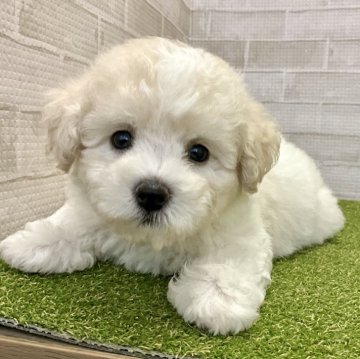 ビションフリーゼ【熊本県・男の子・2024年7月26日・ホワイト】の写真「毛量たっぷりもっふもふ❣️」