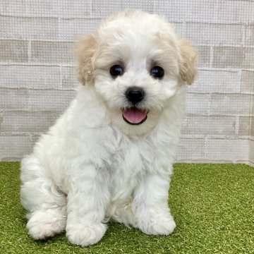 ビションフリーゼ【熊本県・女の子・2024年7月26日・ホワイト】の写真「大きな瞳の笑顔がキュートなふわモコちゃん♡」