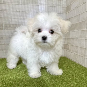 マルチーズ【熊本県・男の子・2024年7月22日・ホワイト】の写真「短足でマズルが短いおチビ君♡」