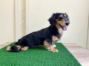 ミニチュアダックスフンド(ロング)【・男の子・2023年6月2日・ブラック&タン】