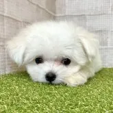 マルチーズ【熊本県・女の子・2023年7月6日・ホワイト】の写真4「9月11日撮影」