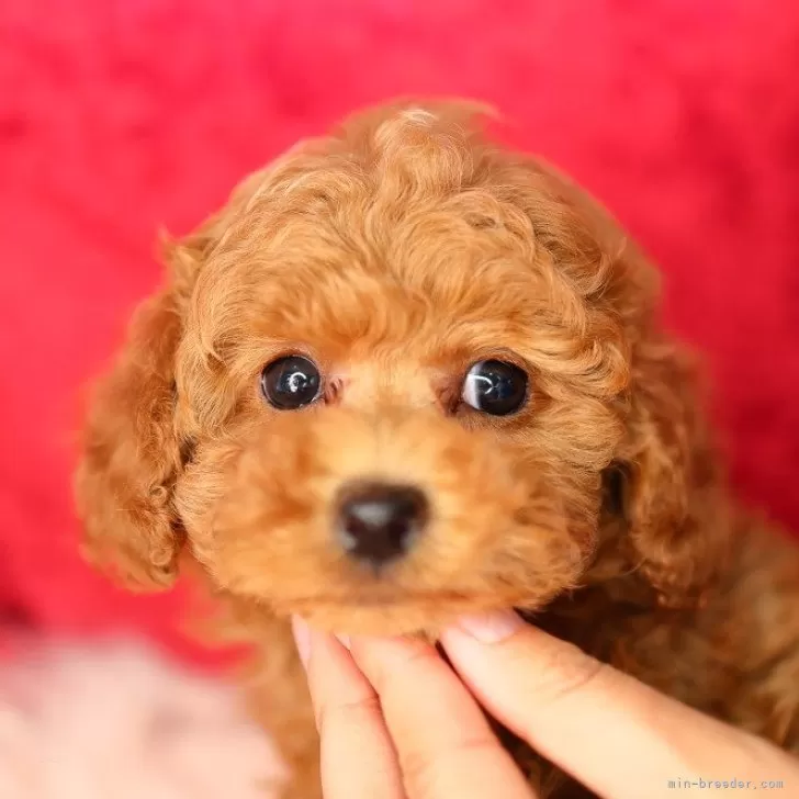 ID:2503-05792の子犬