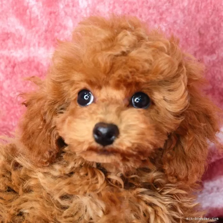 ID：2509-05401の子犬