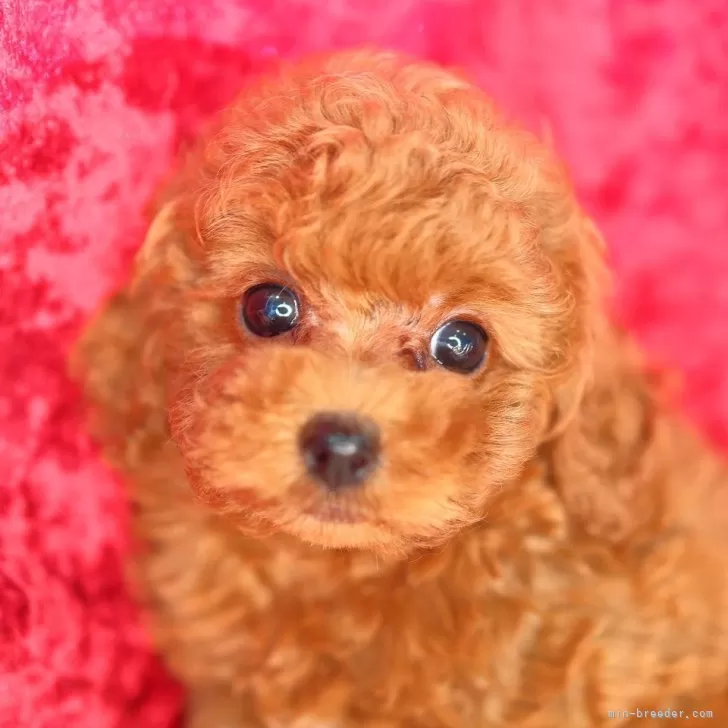 ID:2504-01280の子犬