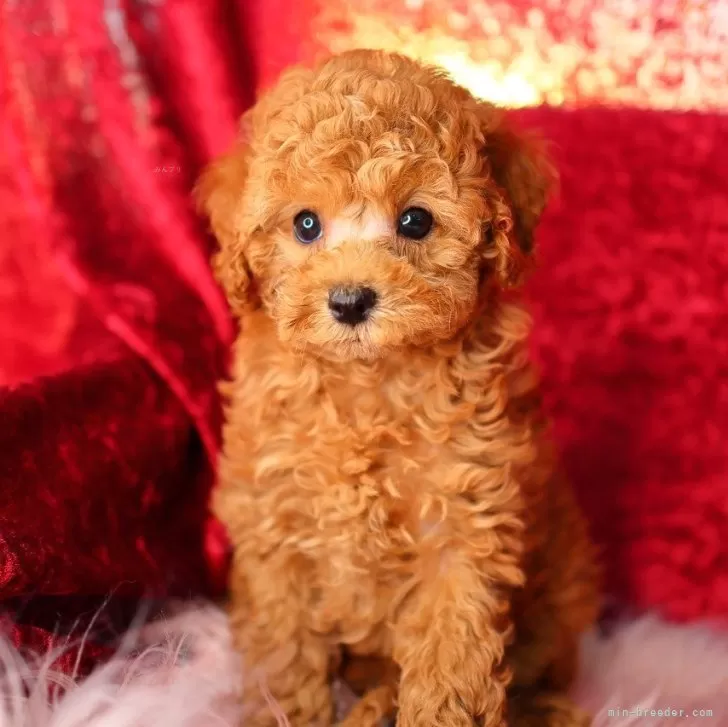 Safsan 様のお迎えした子犬