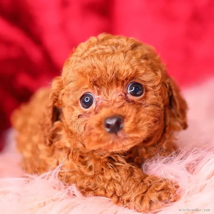 ID:2412-04618の子犬