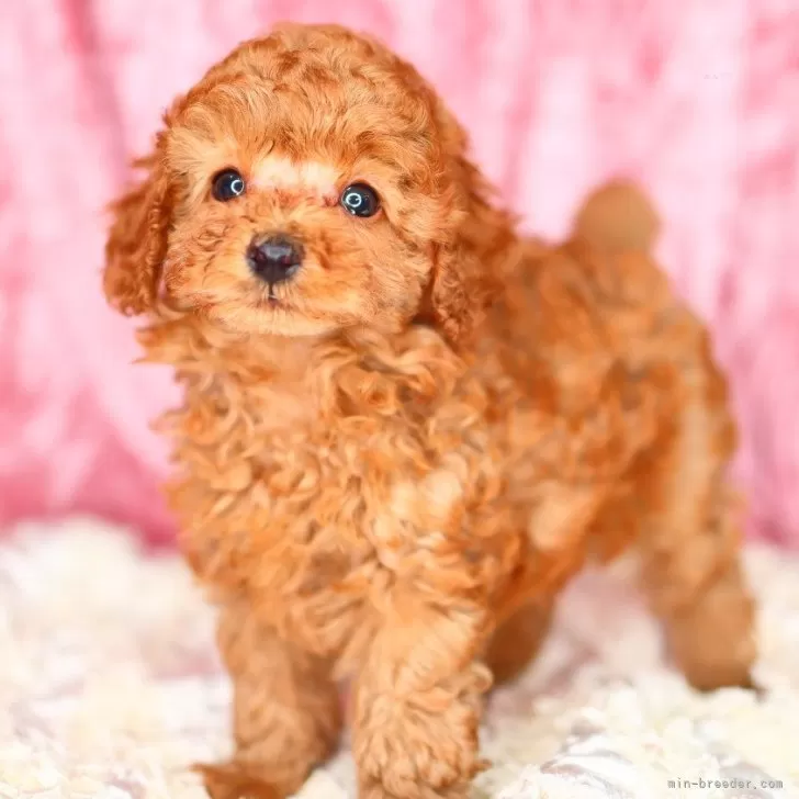 まこ8336 様のお迎えした子犬