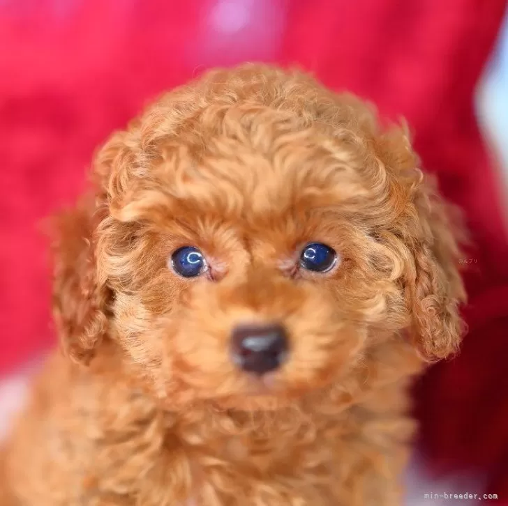ID：2503-05785の子犬