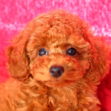 トイプードル(トイ)【神奈川県・女の子・2025年2月23日・アプリコット】の写真「大きめお耳の優美なお顔立ちで可愛いキャバリア風✨️」