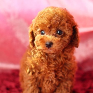 トイプードル(タイニー)【神奈川県・男の子・2024年12月1日・レッド】の写真「まんまるお目々で表情豊かな可愛い男の子です🧸」
