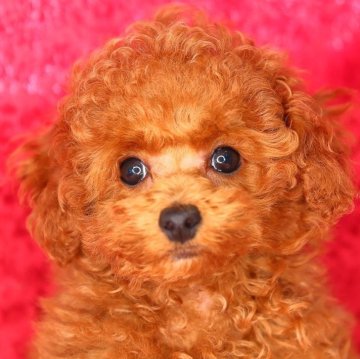 トイプードル(タイニー)【神奈川県・男の子・2025年3月1日・アプリコット】の写真「大きな瞳で目鼻立ちがくっきりしているイケメン✨️」