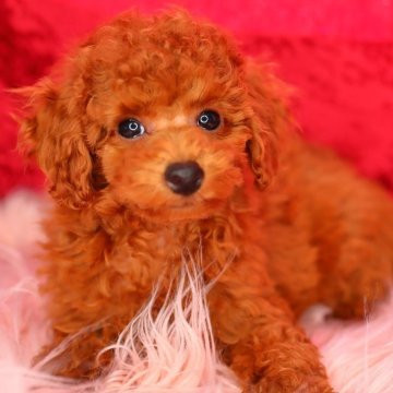 トイプードル(トイ)【神奈川県・女の子・2025年2月23日・アプリコット】の写真「目力が強く、目鼻立ちのくっきりした美人さんです✨️」