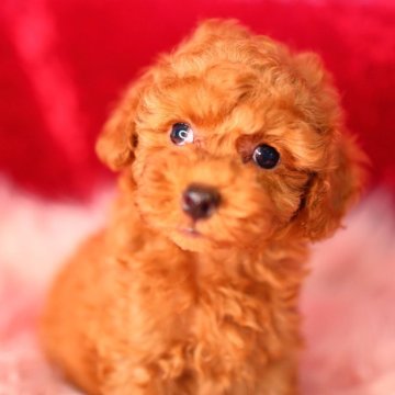 トイプードル(タイニー)【神奈川県・男の子・2024年9月10日・アプリコット】の写真「ほんわか可愛いく、おとなしい男の子です✨️」