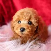 トイプードル(トイ)【神奈川県・女の子・2024年12月25日・アプリコット】の写真1