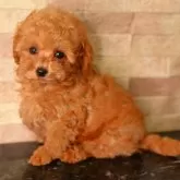 タイニープードル