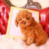 ティーカッププードル