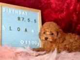 タイニープードル【神奈川県・男の子・2025年5月5日・アプリコット】の写真3