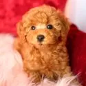 トイプードル(トイ)【神奈川県・女の子・2024年12月25日・アプリコット】の写真4
