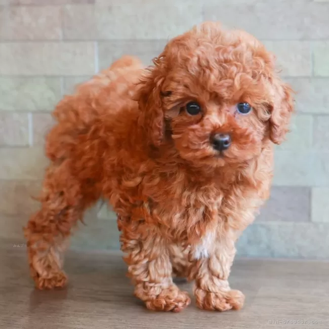 ティーカッププードル【神奈川県・女の子・2025年8月8日・アプリコット