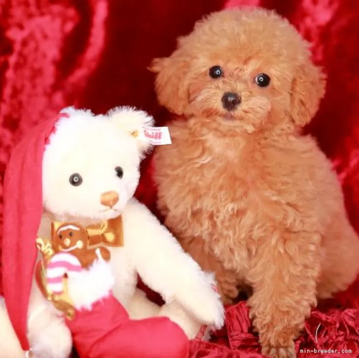 ID：2211-02372の子犬
