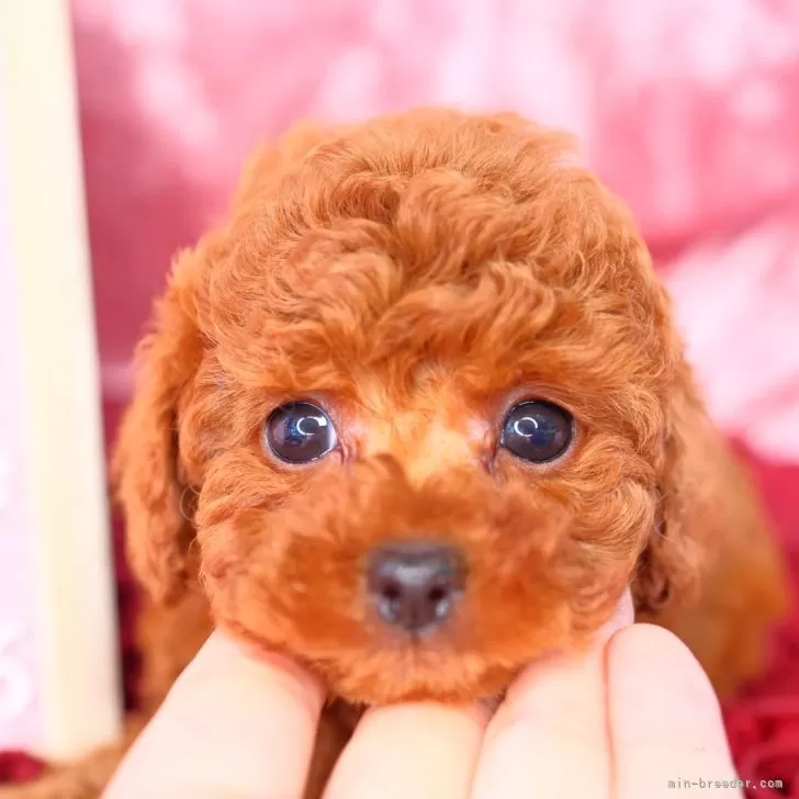 ID：2406-01949の子犬