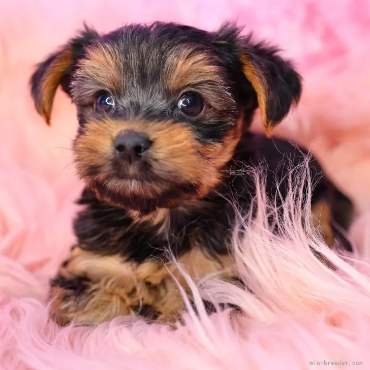ID:2409-02072の子犬