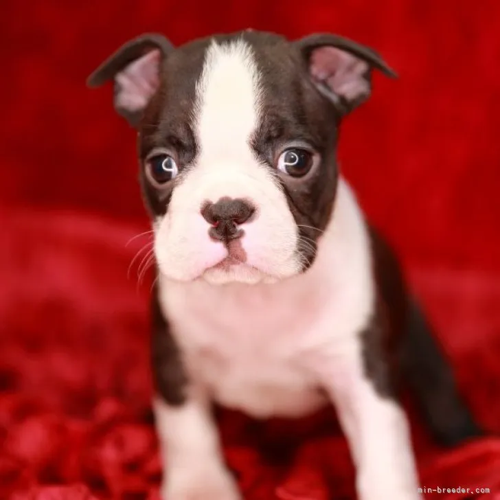 ID：2301-01081の子犬