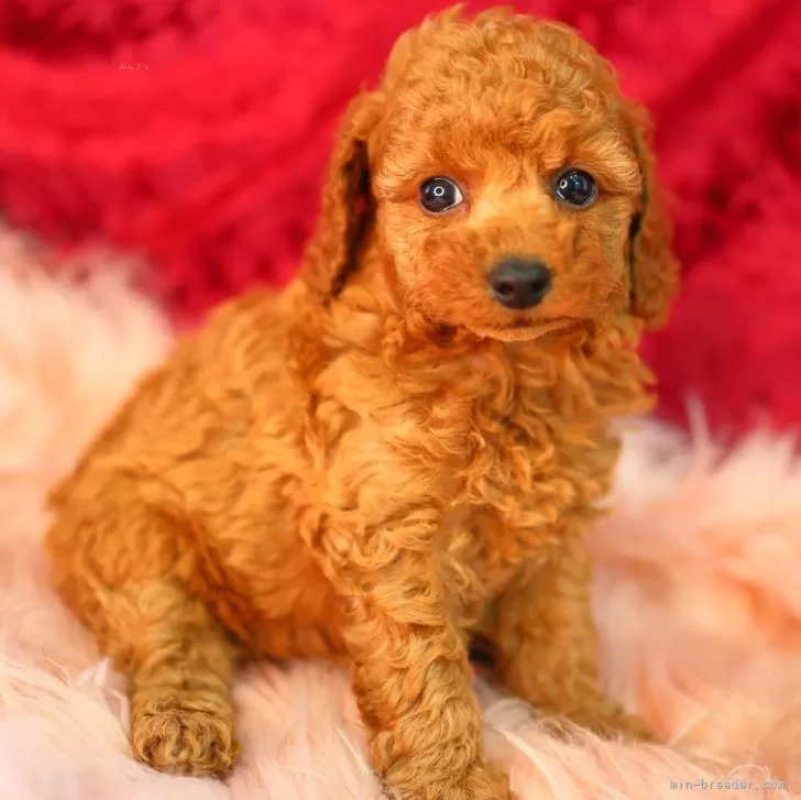 ID：2403-03015の子犬