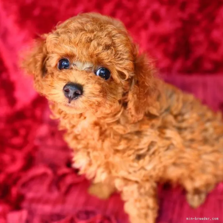 ID：2306-01887の子犬