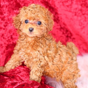 トイプードル(タイニー)【神奈川県・女の子・2024年2月14日・アプリコット】の写真「丸顔・コンパクトボディでとってもかわいい女の子です」