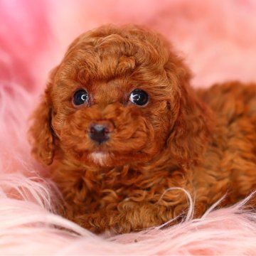 トイプードル(タイニー)【神奈川県・女の子・2024年5月25日・レッド】の写真「とっても整ったお顔立ちでかわいくて綺麗な女の子❤」