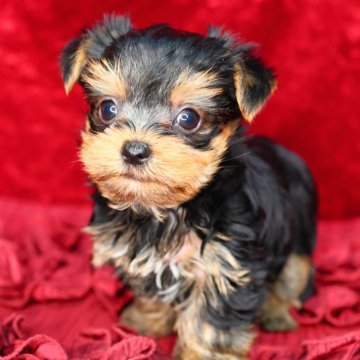 ヨークシャーテリア【神奈川県・男の子・2024年7月1日・スチールブルー&タン】の写真「まんまるお目々でとってもかわいい男の子です✨️」