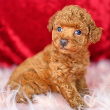 トイプードル(タイニー)【神奈川県・女の子・2024年5月23日・レッド】の写真「美人さんタイプで整った顔立ちのかわいい女の子です！」