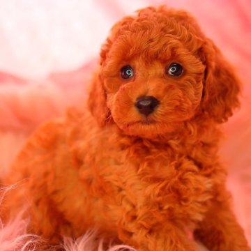 トイプードル(トイ)【神奈川県・女の子・2024年7月20日・アプリコット】の写真「綺麗な瞳でお顔立ちの整った女の子です✨️」