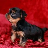 ヨークシャーテリア【神奈川県・女の子・2022年11月19日・スチールブルー&タン】の写真2「マズルの詰まった顔立ちで猫ちゃんフェイスです😺」