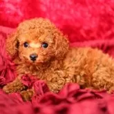 ティーカッププードル【神奈川県・男の子・2024年8月1日・アプリコット】の写真3