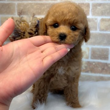 タイニープードル【和歌山県・女の子・2025年8月25日・アプリコット】の写真「爆毛🐩お顔💯💓どんどん可愛くなってます🧡」