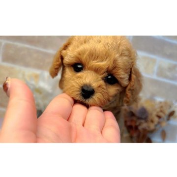 タイニープードル【和歌山県・女の子・2025年8月25日・アプリコット】の写真「マズル短く、爆毛🐩お顔💯💓」