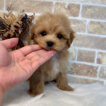 マルプー(トイプードル×マルチーズ)【和歌山県・男の子・2025年8月18日・アプリコット】の写真「小柄🐶🤎めちゃくちゃ可愛いです💕」