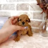 タイニープードル