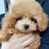 タイニープードル