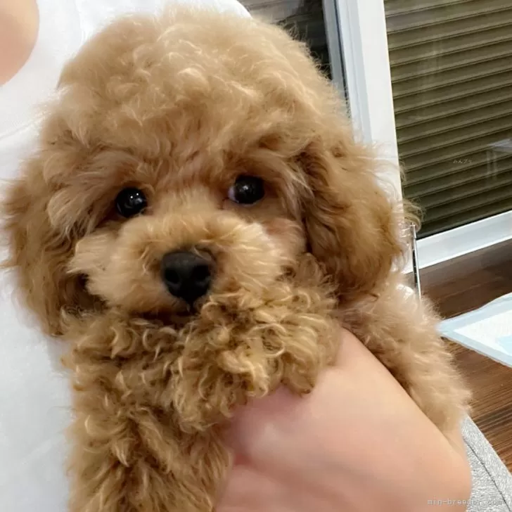 ID：2408-03795の子犬