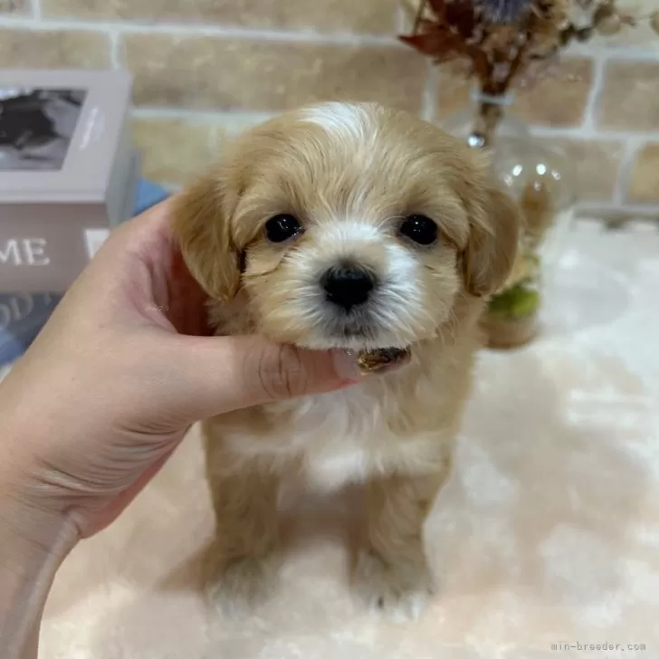 ID:2408-05085の子犬