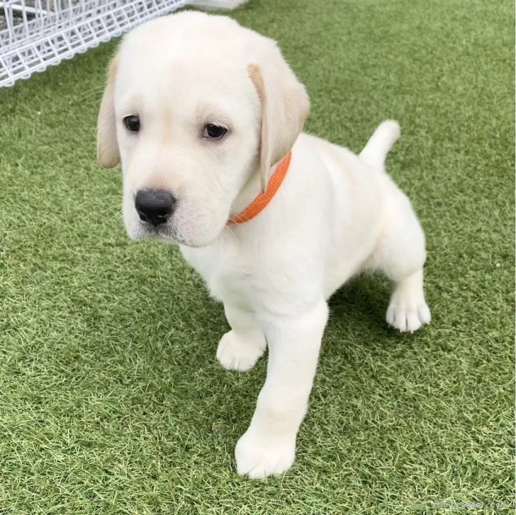 ID:2507-08796の子犬