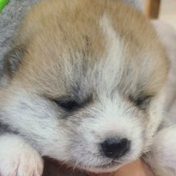 秋田犬【徳島県・女の子・2023年4月1日・赤毛】の写真「8匹のなかで一番大きな女の子」