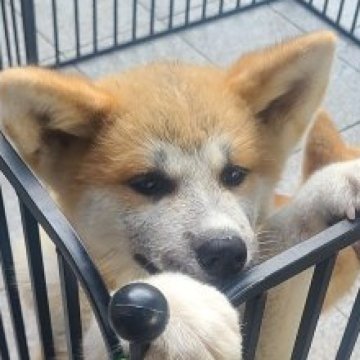 秋田犬【徳島県・女の子・2024年6月1日・赤色】の写真「人懐っこい愛嬌いっぱいの女の子」