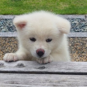 秋田犬【徳島県・女の子・2023年4月1日・白毛】の写真「白くま?!」