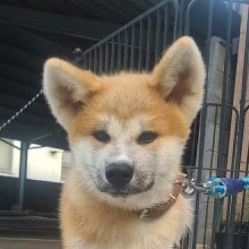 秋田犬【徳島県・男の子・2024年6月1日・赤色】の写真「キレイな毛並み がっしり体格☆イケメン男子」