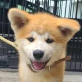 秋田犬【徳島県・男の子・2023年4月1日・赤毛】の写真1「6/21撮影大きな耳が立ちかけてます」
